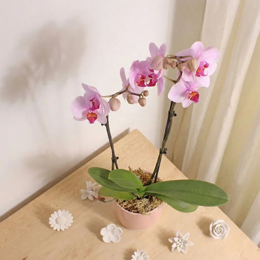 Pink Orchid Planter